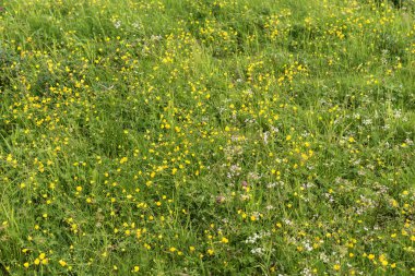 Wildflower meadow in summer. Natural background