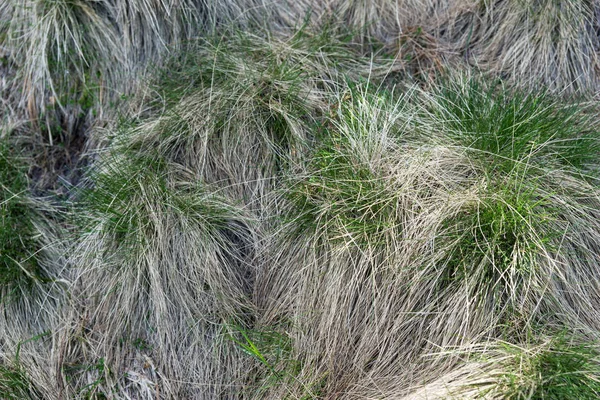 Altes Trockenes Und Neues Grünes Gras Natürlicher Hintergrund — Stockfoto