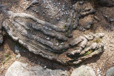 Kayalık bir yürüyüş yolu üzerinde büyüyen ağaçların kökleri