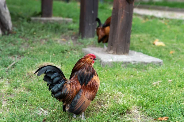 Beautiful Little Colorful Rooster Meadow — Stock Photo, Image