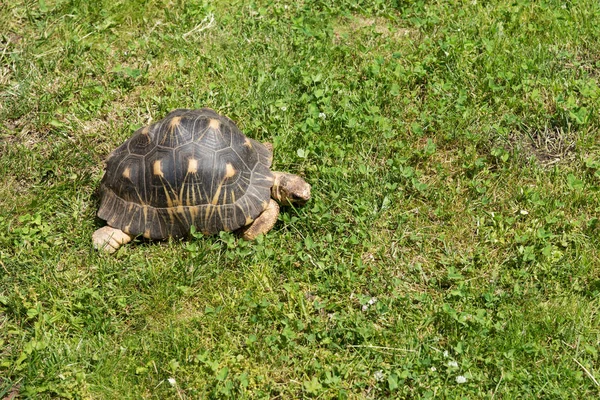 잔디에 천천히 다니는 거북이 — 스톡 사진