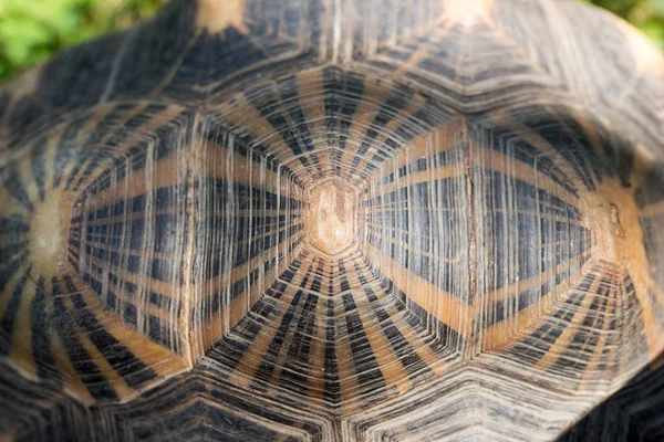 Schildkrötenpanzer Von Oben Muster Und Hintergrund — Stockfoto