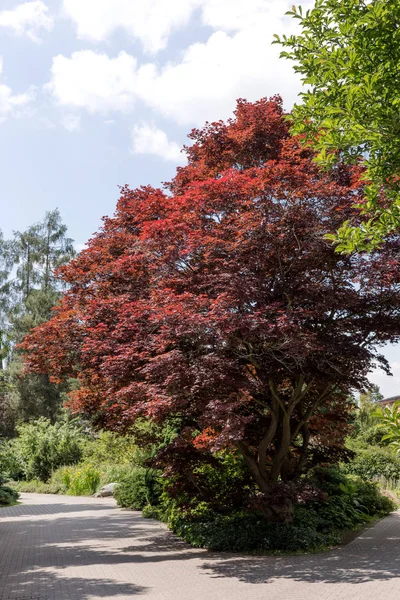 Single Beautiful Blood Red Maple Tree Park — Stock Photo, Image