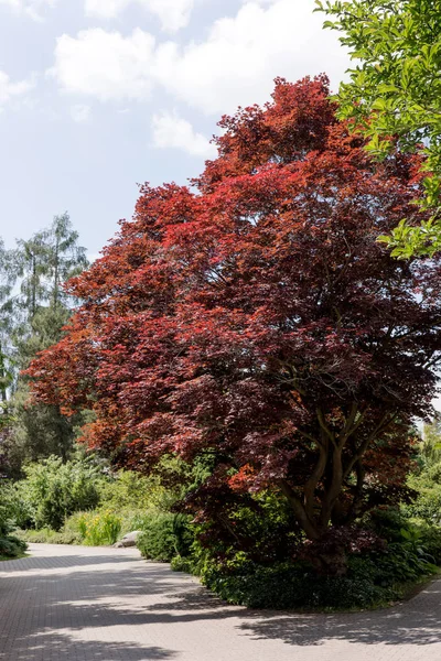 Single Beautiful Blood Red Maple Tree Park — Stock Photo, Image