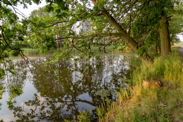 Los Árboles Reflejan Agua Tranquila Estanque — Foto de Stock