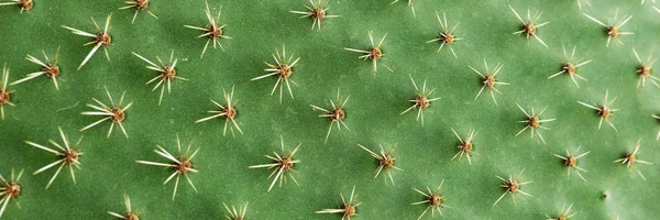 Panoramabild Närbild Taggar Cactus Bakgrund Kaktus Med Taggar — Stockfoto