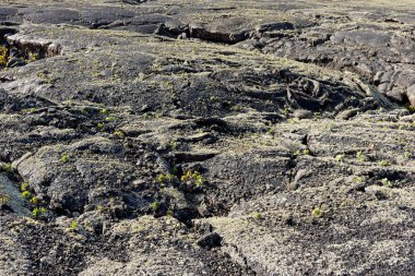 Yeni bitkiler ile dondurulmuş lav yüzeyi. Dondurulmuş lav arka plan