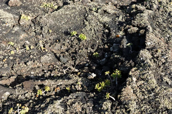 新しい植物と凍った溶岩の表面 凍った溶岩の背景 — ストック写真
