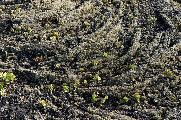 Surface of frozen lava with new plants. Frozen lava background