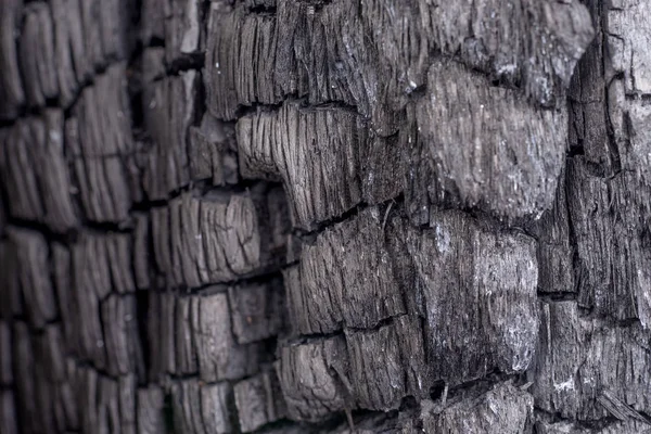 Fondo Carbone Nero Struttura Del Carbone Legna Albero Bruciato — Foto Stock