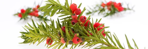 Yew Twig Fruits Taxus Baccata Panoramic Image — Stock Photo, Image