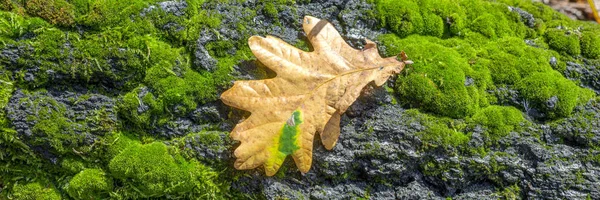 木の上に横たわっている乾燥したオークの葉 緑の苔で覆われた木 パノラマ画像 — ストック写真