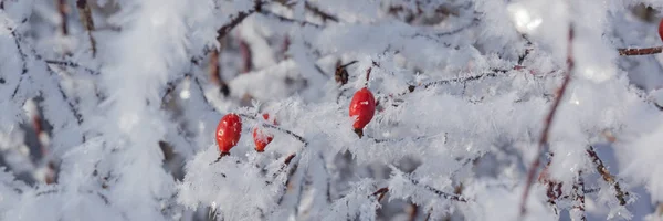 Photo Panoramique Des Cynorrhodons Rouges Sur Buisson Hiver Avec Neige — Photo