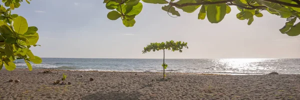 Árbol Solitario Playa Tropical Dominica Panorama — Foto de Stock