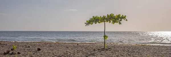 Einsamer Baum Tropischen Strand Von Dominica Panorama — Stockfoto