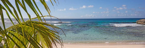 Panorama Van Het Tropische Strand Met Palmboom Guadeloupe Caribische Zee — Stockfoto