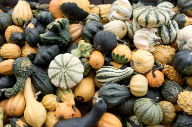 Farklı renklerde bal kabaklarının olduğu bir arka plan. Sonbahar arkaplanı