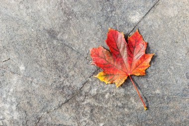 Koyu asfaltta renkli akçaağaç yaprağı. Hint Yazı. Kanada