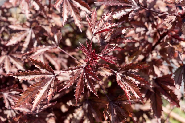Closeup Rode Japanse Esdoorn Bladeren Natuurlijke Achtergrond — Stockfoto