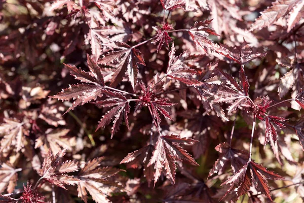 Primo Piano Foglie Acero Giapponese Rosso Sfondo Naturale — Foto Stock