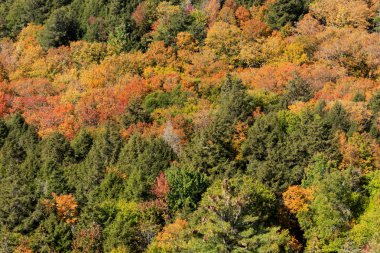 Algonquin Ulusal Parkı 'ndaki sonbahar ormanı manzarası. Ontario. Kanada