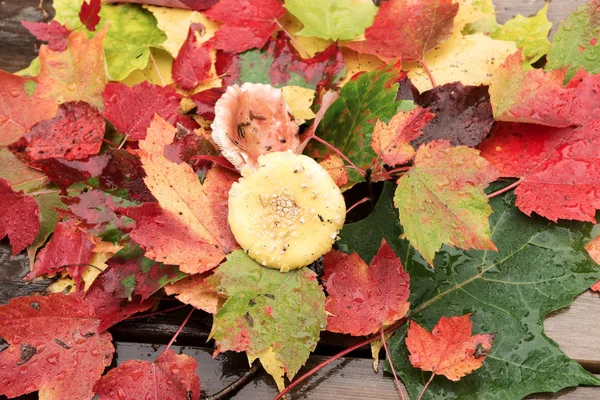 Conjunto Folhas Coloridas Outono Com Cogumelo Meio Indian Summer Canadá — Fotografia de Stock