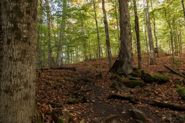 Algonquin Ulusal Parkı 'ndaki orman. Ontario. Kanada
