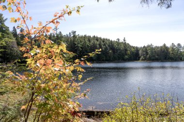Sonbahar Sahnesi. Algonquin taşra parkında göl. Ontario. Kanada