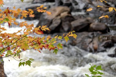 Sonbaharda renkli yapraklar. Su ve taşlar arka planda. Sonbahar arkaplanı