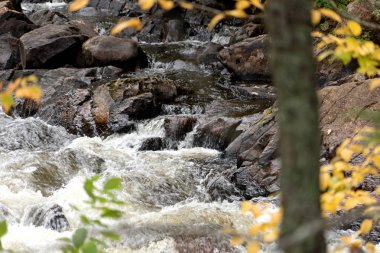 Sonbaharda renkli yapraklar. Su ve taşlar arka planda. Sonbahar arkaplanı