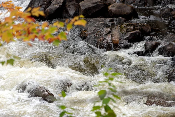 Feuilles Colorées Automne Eau Pierres Arrière Plan Contexte Automnal — Photo