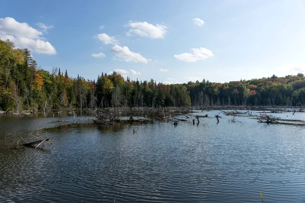 Göl Sonbahar Orman Manzarası Mauricie Ulusal Parkı Quebec Kanada — Stok fotoğraf