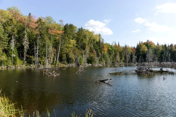 Jezioro Jesienny Krajobraz Lasu Park Narodowy Mauricie Quebec Stany Zjednoczone — Zdjęcie stockowe