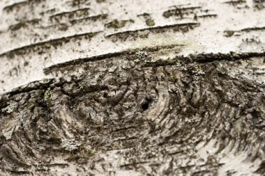 Huş ağacının arka planı yakın plan. Bir huş ağacı gövdesi yüzeyi.