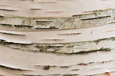 Huş ağacının arka planı yakın plan. Bir huş ağacı gövdesi yüzeyi.