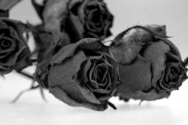 Siyah gül buketi. Beyazda izole edilmiş