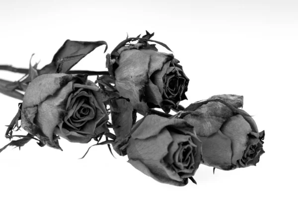 Buquê Rosas Secas Preto Isolado Branco — Fotografia de Stock