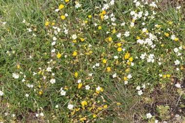 Alplerdeki bir çayırda yabani sarı ve beyaz çiçeklerin manzarası