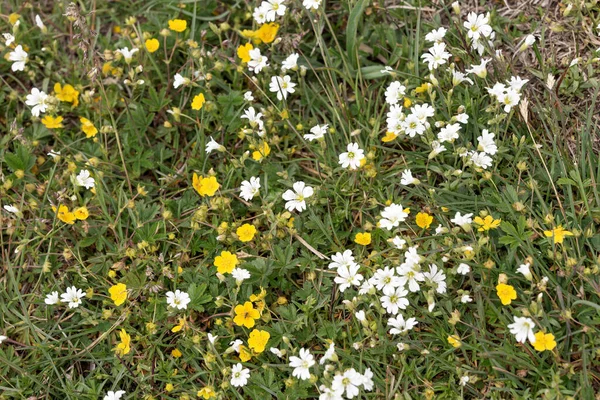 Вид Дикие Желтые Белые Цветы Горшке Альпах — стоковое фото