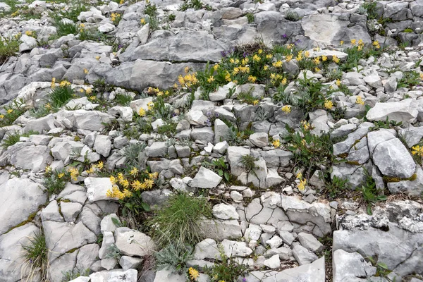 Διάφορα Αγριολούλουδα Ανάμεσα Φωτεινές Πέτρες Στις Αυστριακές Άλπεις Φυσικό Περιβάλλον — Φωτογραφία Αρχείου
