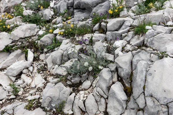 Différentes Fleurs Sauvages Entre Des Pierres Brillantes Dans Les Alpes — Photo