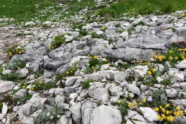 Verschiedene Wildblumen Zwischen Hellen Steinen Den Österreichischen Alpen Natürlicher Hintergrund — Stockfoto