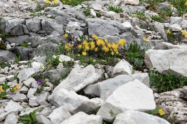 Diverse Wilde Bloemen Tussen Heldere Stenen Oostenrijkse Alpen Natuurlijke Achtergrond — Stockfoto