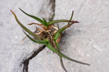 Bitkiler dağlardaki parlak çatlak taşların üzerinde büyür.