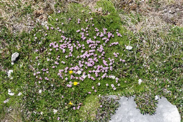 Silene Acaulis Μικρό Ορεινό Μωβ Φυτό Στα Βουνά Της Αυστρίας — Φωτογραφία Αρχείου