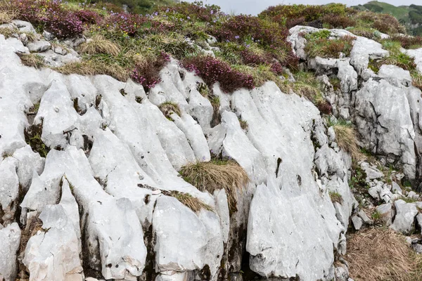 Piedras Brillantes Flores Silvestres Los Alpes Austríacos —  Fotos de Stock