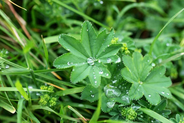 Regen Regendruppels Het Groene Blad Natuurlijke Achtergrond — Stockfoto