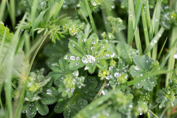 После дождя. Капли дождя на зеленом листе. Естественный фон
