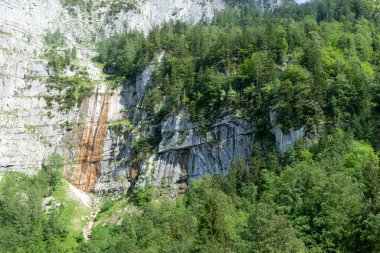 Alplerinde kozalaklı ağaçlar olan kaya duvarı. Doğal arka plan. Avusturya