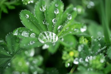 Yeşil yaprağın üzerine yakın yağmur damlaları. Doğal arkaplan